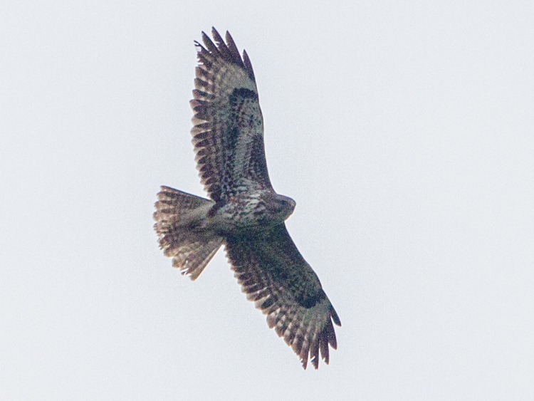 Buzzard